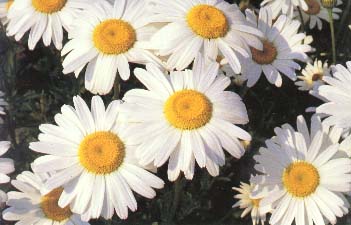 It snows in Davis once every 15 years, but the sierras and wild flowers are only an hour away to the east.